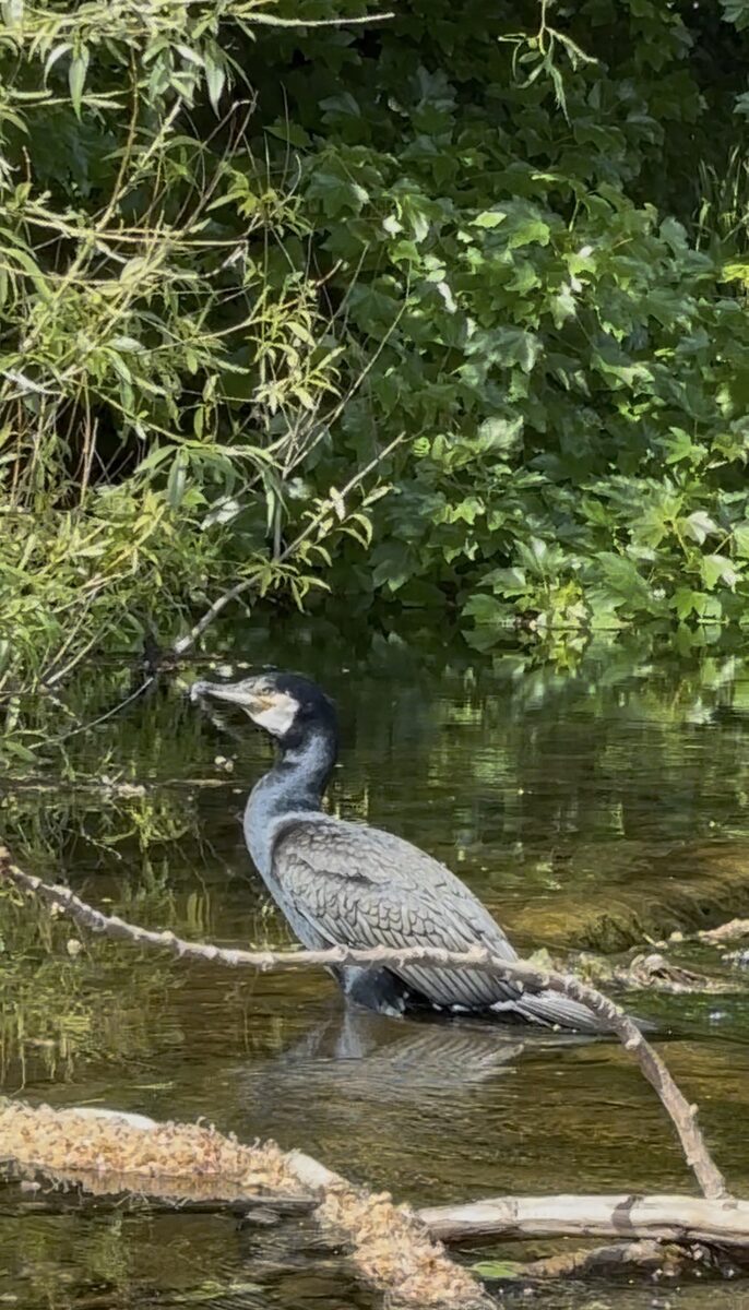 A grey heron beside a river