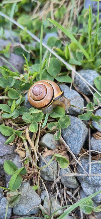 A small snail in grass